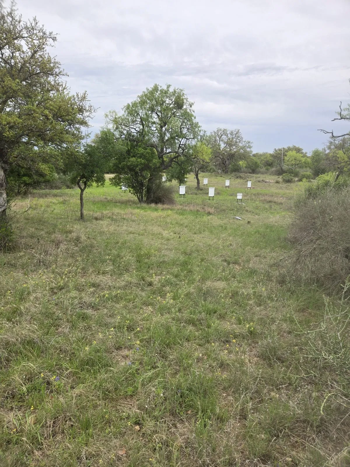 White hives in Llano County pasture, the same yards the 2026 willow honey came from