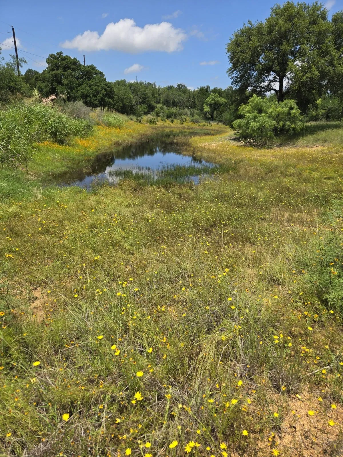 Hill Country creek with standing water, yellow flowers on the near bank, and a tree line beyond