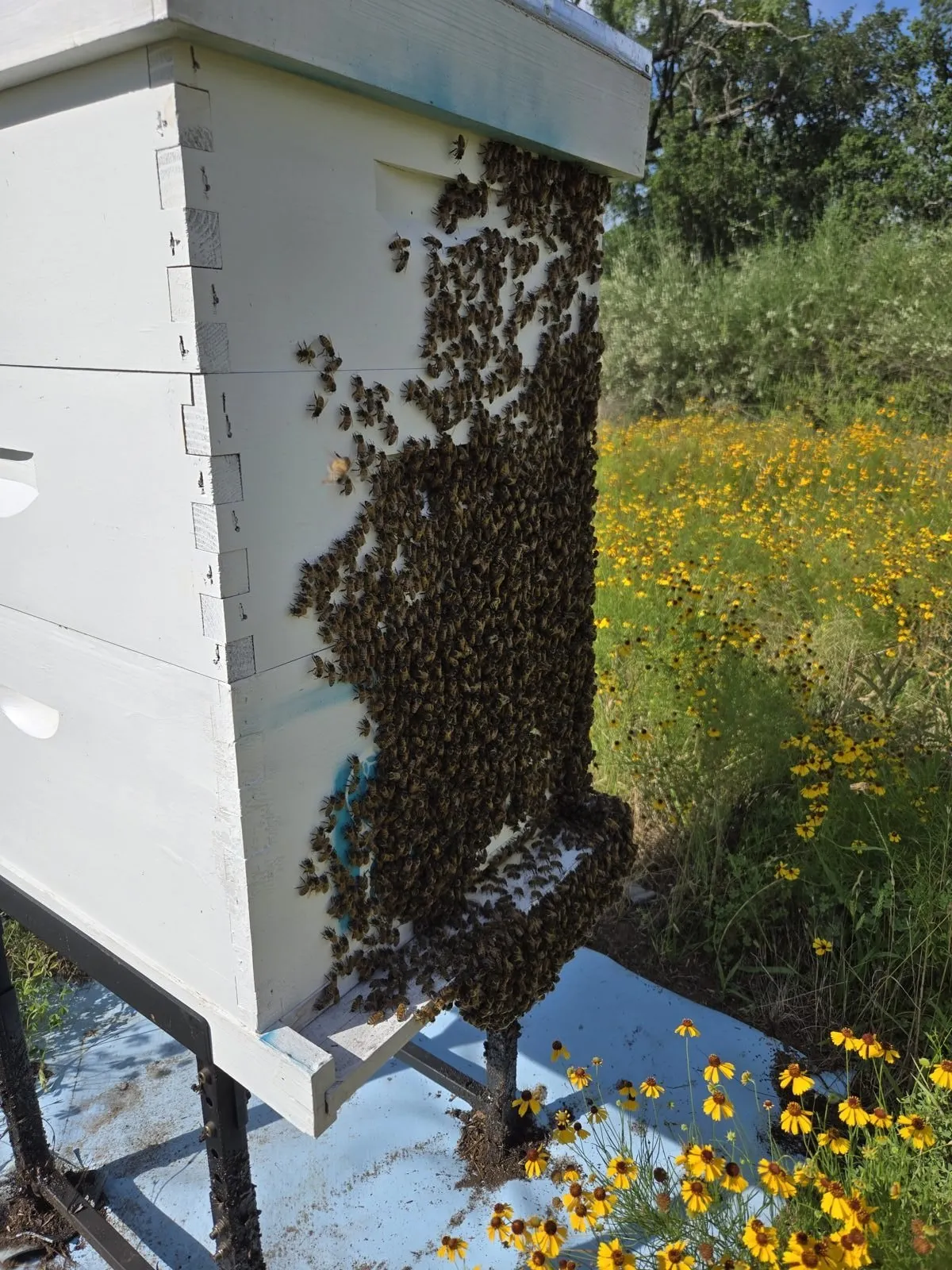 A white hive bearded with bees beside a stand of yellow Hill Country wildflowers