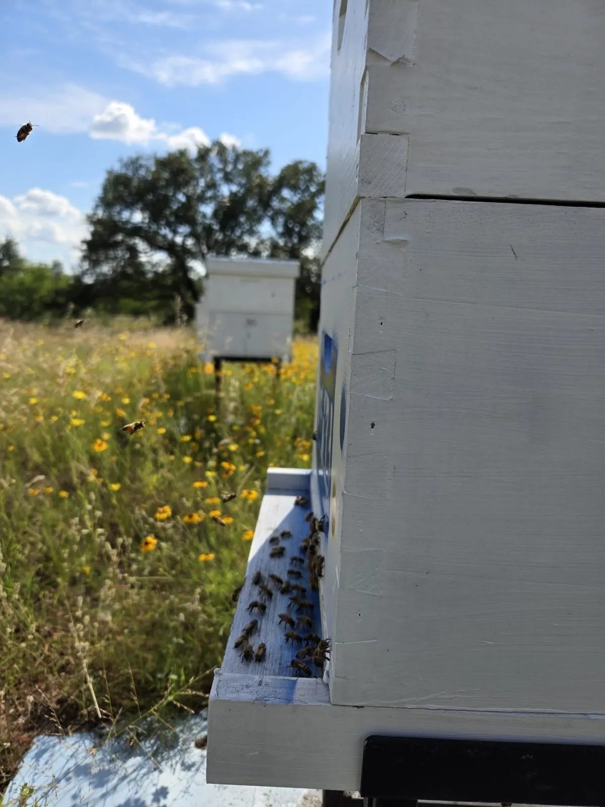 Close view of bees entering a white hive with another hive and wildflowers in the pasture beyond