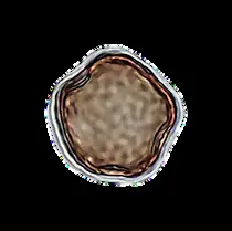 Microscope photo of Rosaceae pollen from the 2026 sample