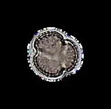 Microscope photo of Salix willow pollen from the 2026 sample