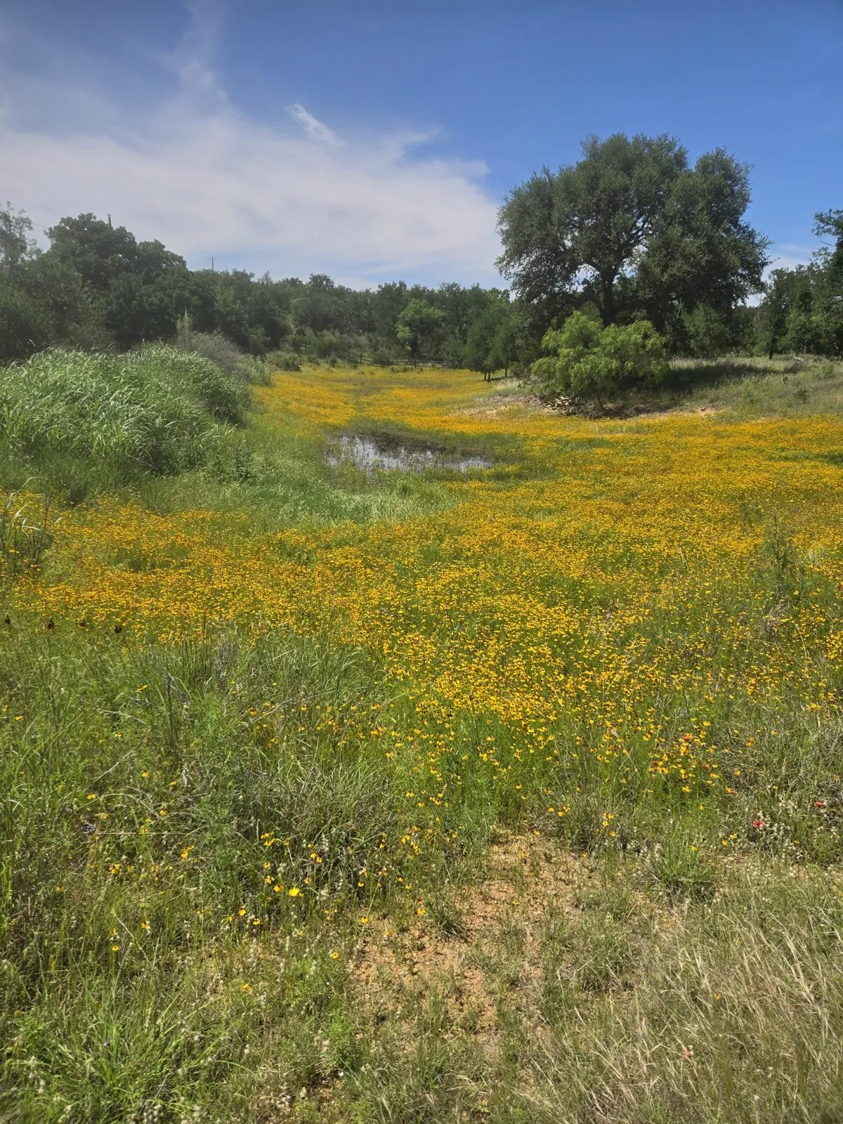 Broad stand of yellow wildflowers along a wet-weather creek under live oaks, Llano County